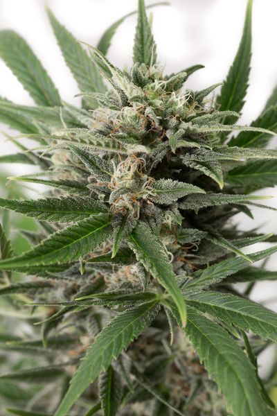 Blue Amnesia XXL Autoflowering Hanf Samen