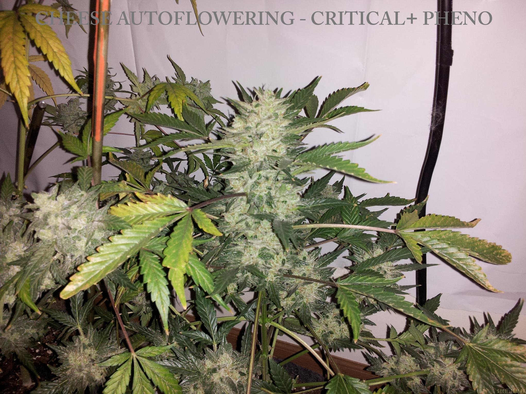 Cheese Autoflowering Hanf Samen