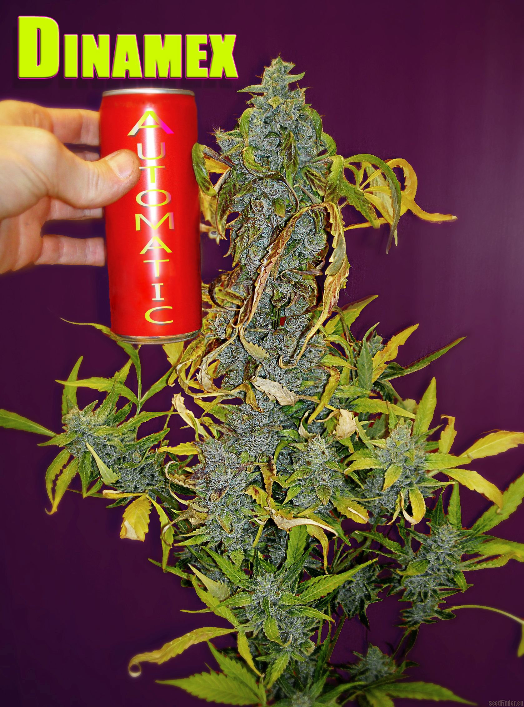 Dinamex Autoflowering Hanf Samen