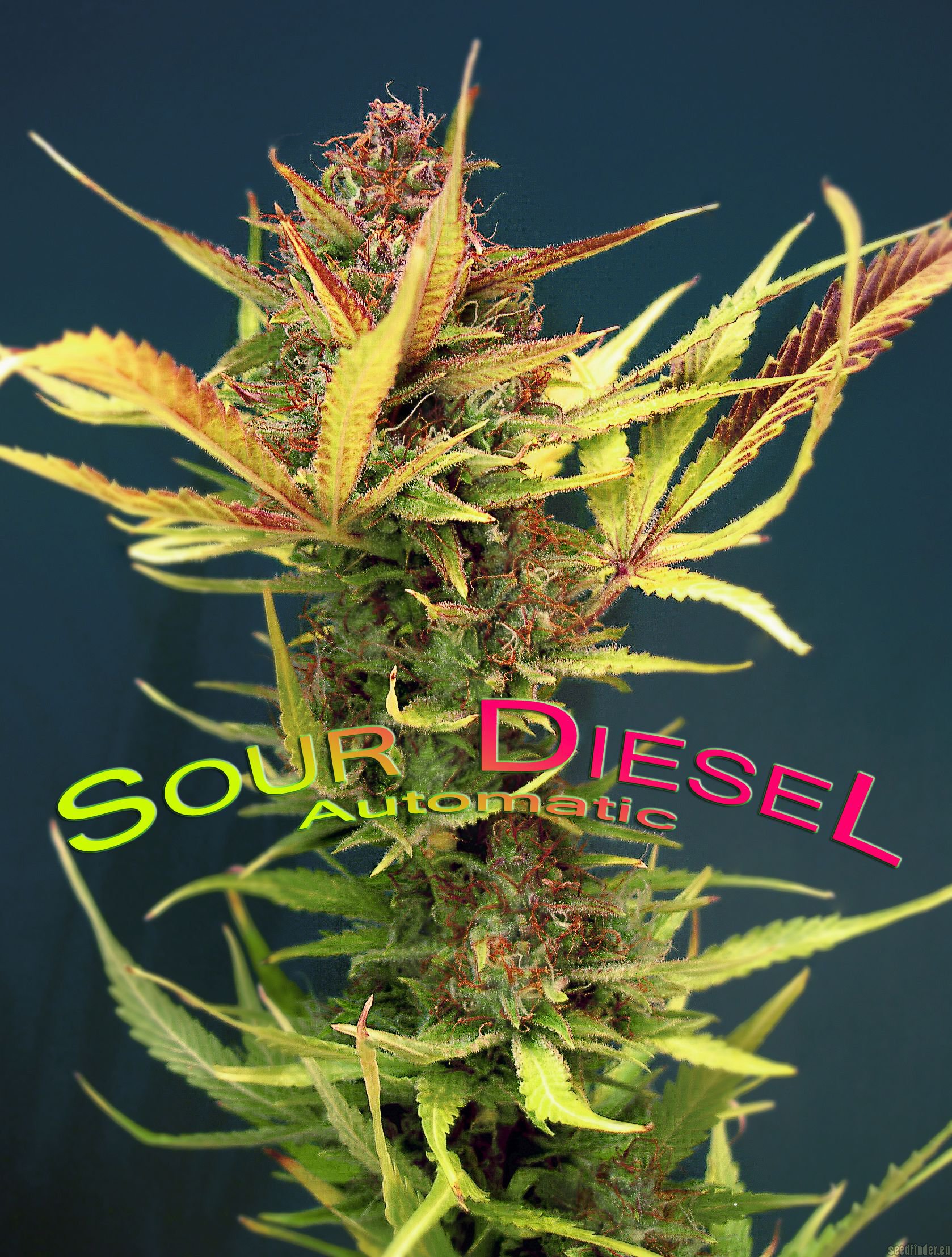 Sour Diesel Autoflowering Hanf Samen